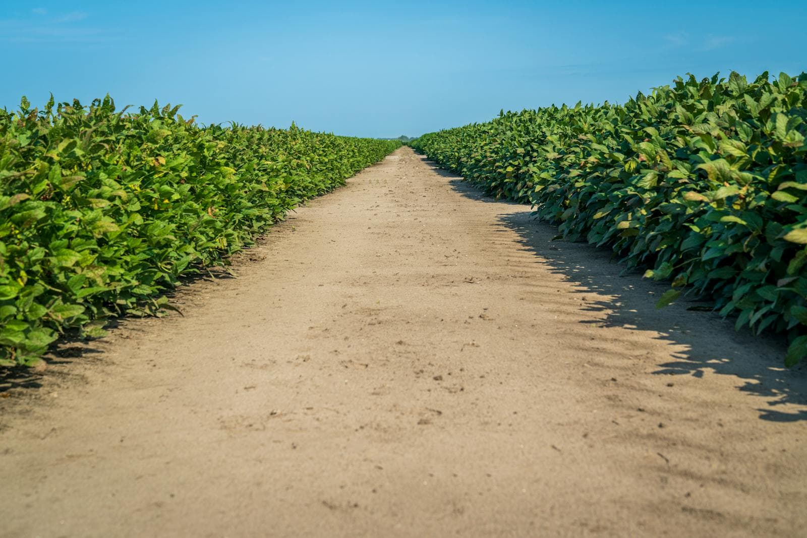 Soybean field